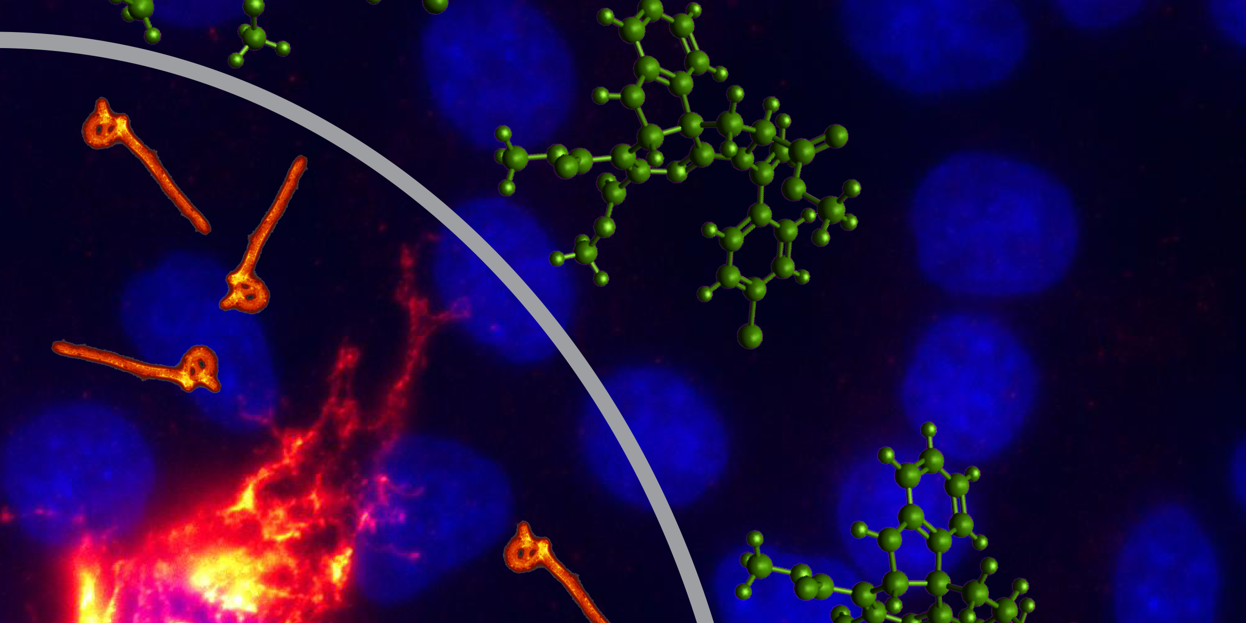 Green molecules blocking the spread of Ebola Virus Particles (red)