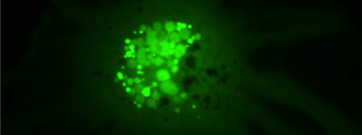 Syncytia formed following transfection and expression of the DNA binding protein Cro